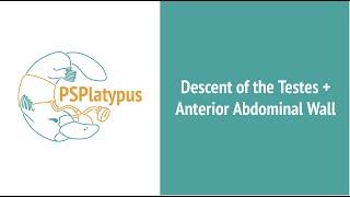 Descent of Testes and Anterior Abdo Wall