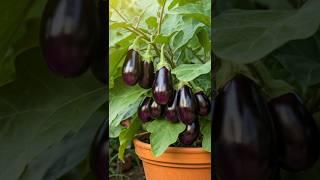 Grow brinjal from cutting #shorts