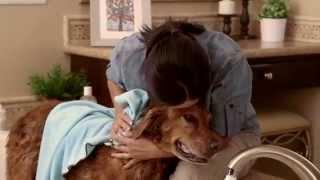 How to Give a Dog a Bath (Petco)