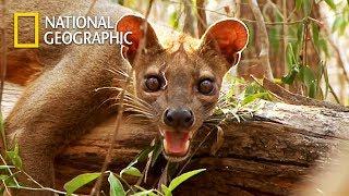 Fossa, Madagascar's Top Predator but Endangered Species｜National Geographic