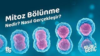 Mitoz Bölünme Nedir? Nasıl Gerçekleşir?