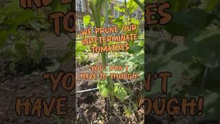 We Prune our Tomatoes!#growyourownfood #cattlepaneltrellis #sustainablesolutions