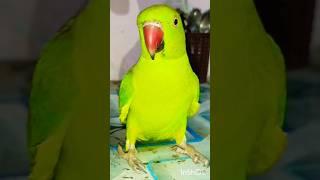 #bolnewalaparrot#talkingparrot#parrotspeak#parrotvideo#funny#entertainment#birds#mummy#parrot#monkey