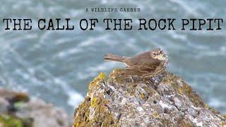 The Call of The European Rock Pipit