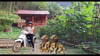 Build a farm and garden in the mountains: Harvest wild watermelons to sell at the market.