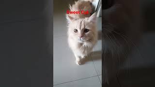 sweet cat