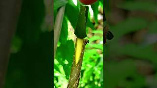 Best grafting techniques for fruit plants grafting #satisfying #grafting #amazing #nature #shorts