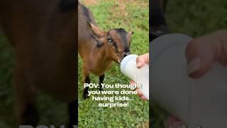 Bottle fed mini Nubian goat makes #farmingafter50 parents again 