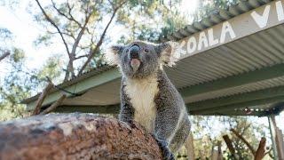 CUTEST AUSTRALIAN ANIMALS EVER!!