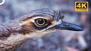 Bush Stone-Curlew: The Bird That Can Stay Motionless For Hours! | 4K Animal Documentary