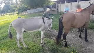 Super Murrah Donkey  Meeting First Time - Animals Mating - Horse Mating