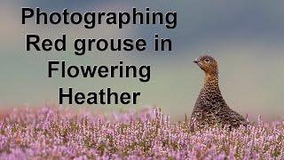 Using the OM-1 and 150-400mm lens to photograph Red grouse in Yorkshires colourful heather.