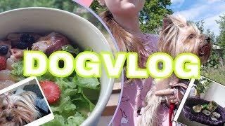 DOGVLOG:покупки для собак,питание,прогулка.Йоркширские терьеры.