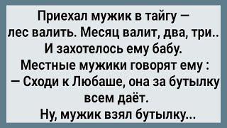 Как Мужик в Тайге к Любаше Ходил! Сборник Свежих анекдотов! Юмор!