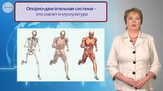 Биология 8 класс. Системы органов в организме  Уровни организации организма