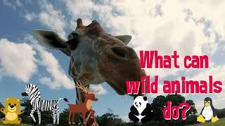 What can wild animals do?