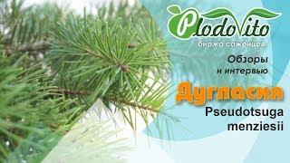 Дугласия I Pseudotsuga menziesii