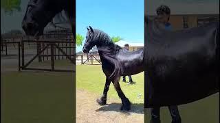 This Horse Is Realy Beautiful  Black Horse #shorts #viral #most #trending