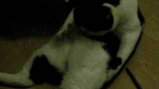 Cat Playing with itself