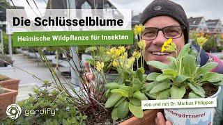 Die Schlüsselblume - Heimische Wildpflanze für Bienen, Wildbienen, Raupen und andere Insekten!