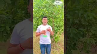 हर तरह की फसलों में फूल और फल बढ़ाए || Planofix Plant growth regulator | Planofix Use In Hindi