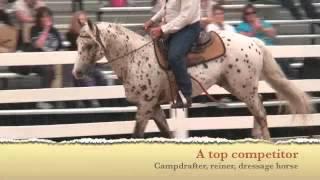 Appaloosa / Sportaloosa stallion at stud in NSW, Australia - Cayuse Chatta Lena