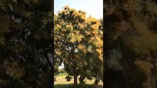 mango tree swaying as a powerful gust #lifeonearth #mango #trendingshorts #naturelovers #mangotrees