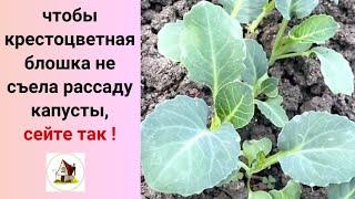 6. Посев капусты. Рассада на продажу 2024.