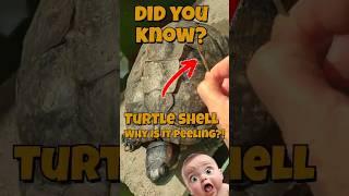 Why Is My Turtle’s Shell Peeling Shedding Explained #shorts #turtle #tortoise