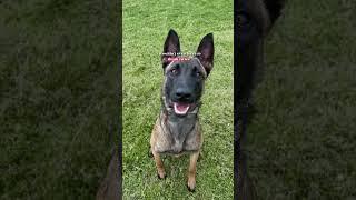 Love is in the Air. #Shorts #belgianmalinois #dog #valentinesday #cute #viral #love