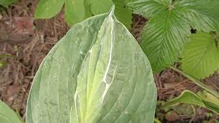 Hosta Striptease.  Host varieties. Garden in the forest #shorts #hosta M#hosts #garden #h.Striptease