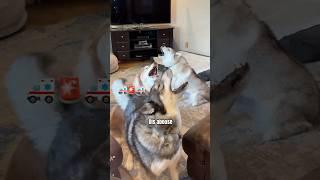 Welcome Home, TRAITOR  #dogs #husky #lol #dogshorts #wolf #funny #pets #howling #doglover