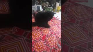 black cat (persia)#short