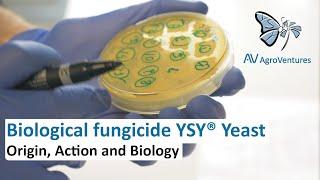 YSY® Yeast. Biological Fungicide: origin, action and biology (Italian with English subtitles)