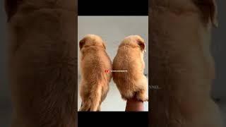 Goldan retriever male Puppy's#goldenretriever#golden#retrieverpuppy#retrieversofinstagram#dogbreed