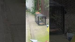 Orange friend comes inside