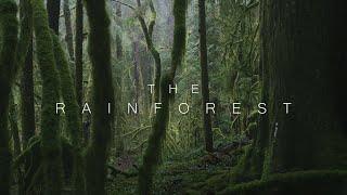 Rainforest | 4K Nature Film