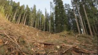 Deer Wintering Range Clearcut