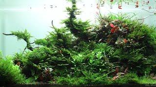 Aquascape 90p Relax video [Nature Aquarium]