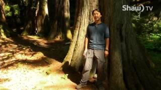 Did You Know? Old Growth Forests of BC  - Shaw TV