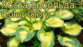 Хоста зибольда Колор Глори. Краткий обзор, описание характеристик hosta sieboldiana Color Glory