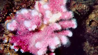 Ivory Bush Coral, "Oculina varicosa" Stony Corals - Scleractinia