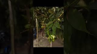 creative photography tips trick withe phone using pro mood? Mobile photography?#aziz_click