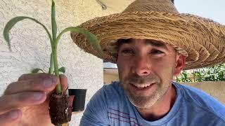 How To Grow Baby Banana Plants in Phoenix, AZ Zone 9b