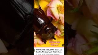 WHAT IS ENTOMOLOGY? COLLECTION? WHAT IS ENTOMOLOGY SCIENCE? HOW TO FIND NEW SPECIES FOR SCIENCE?