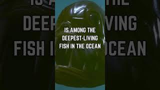  Unveiling the Terrifying Fangtooth: Deep Sea's Most Fearsome Predator!