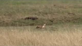 Airgun Hunting for Prairie Dogs; the 100 yard shot!