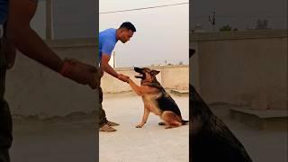 German shepherd soffy ️#short #shortsfeed #pets #doglover #viralshorts #viralvideo #love#soffy