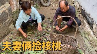 鹏鹏占用老宅基地养鸡，大妮和常输回去捡核桃，房子早已大变样！【农村傻大妮儿】