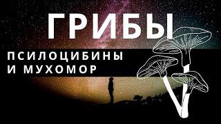 ГАЛЛЮЦИНОГЕННЫЕ ГРИБЫ. Дары природы или большое заблуждение?